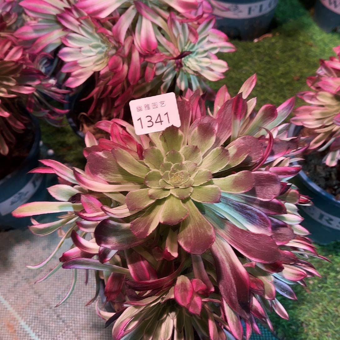 多肉植物仙墨1341