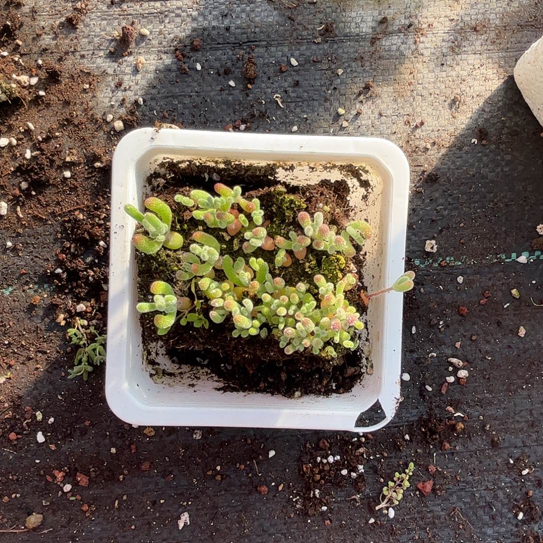 ****宝实生小星星优选枝干番杏