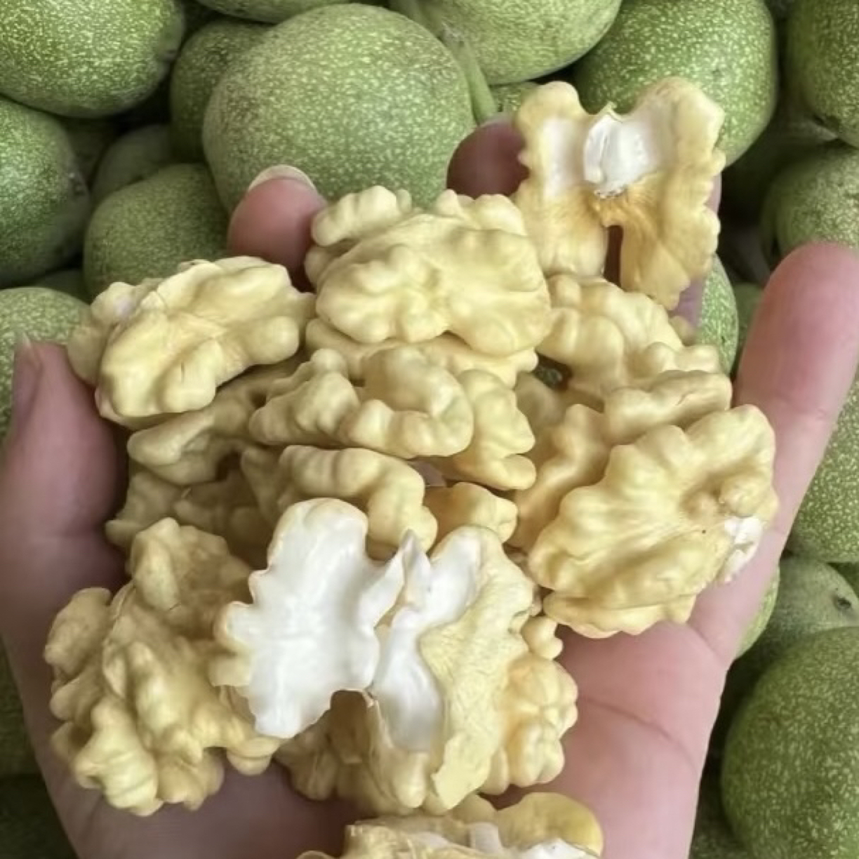 去青皮鲜核桃 油香 顺丰包邮