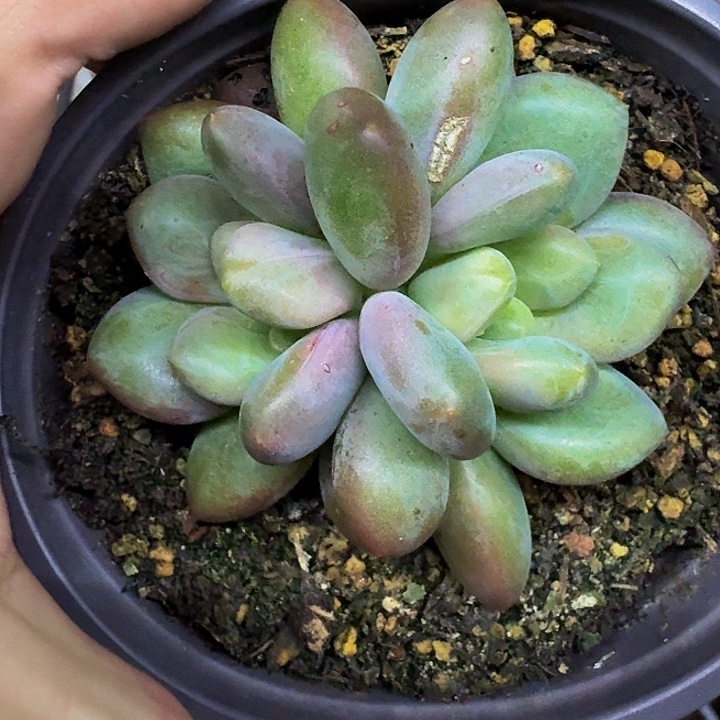奶龙 双头 一物一拍