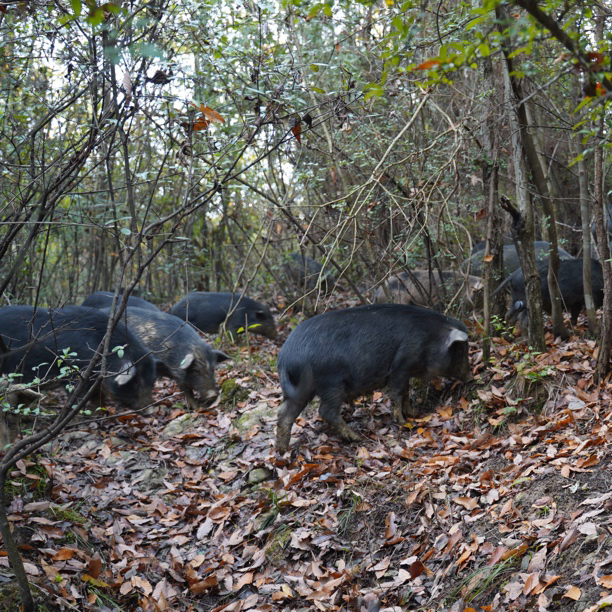 5号（散称链接）一物一称 高山生态散养跑山藏香猪