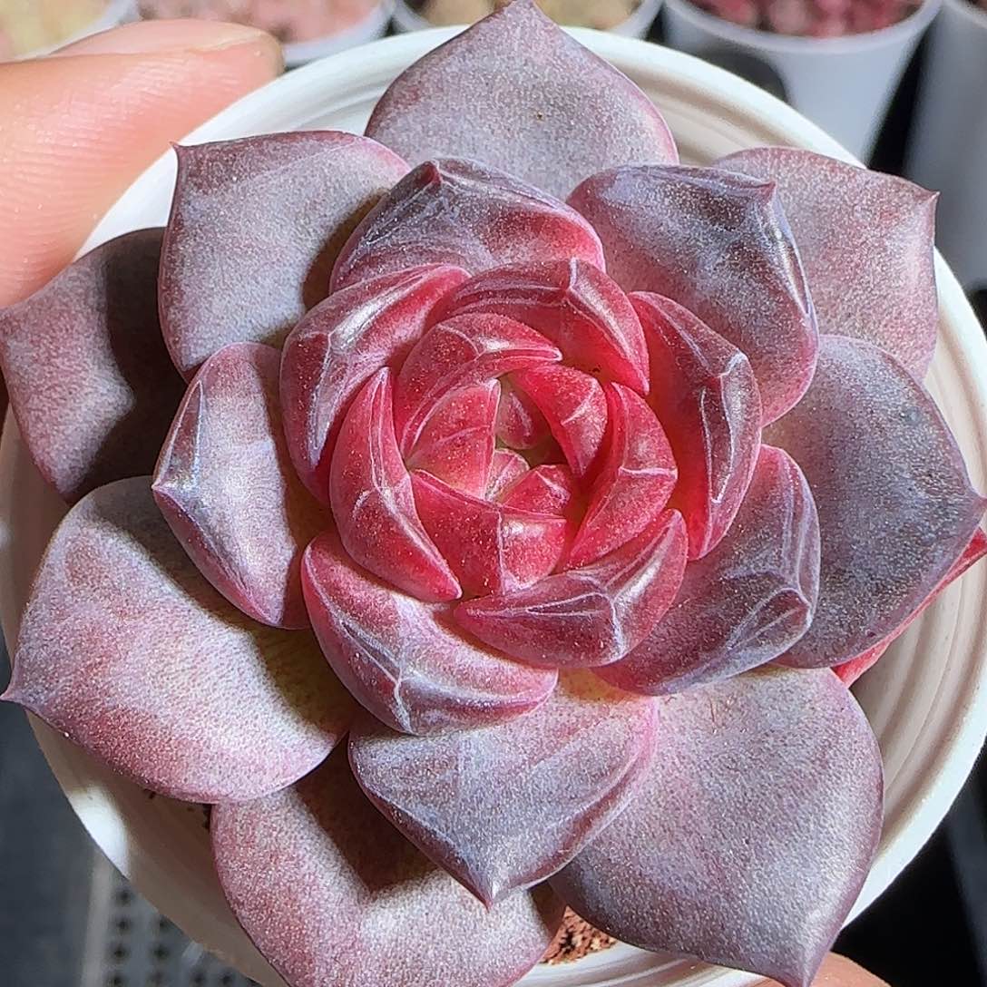 多肉1220-116琥珀天使