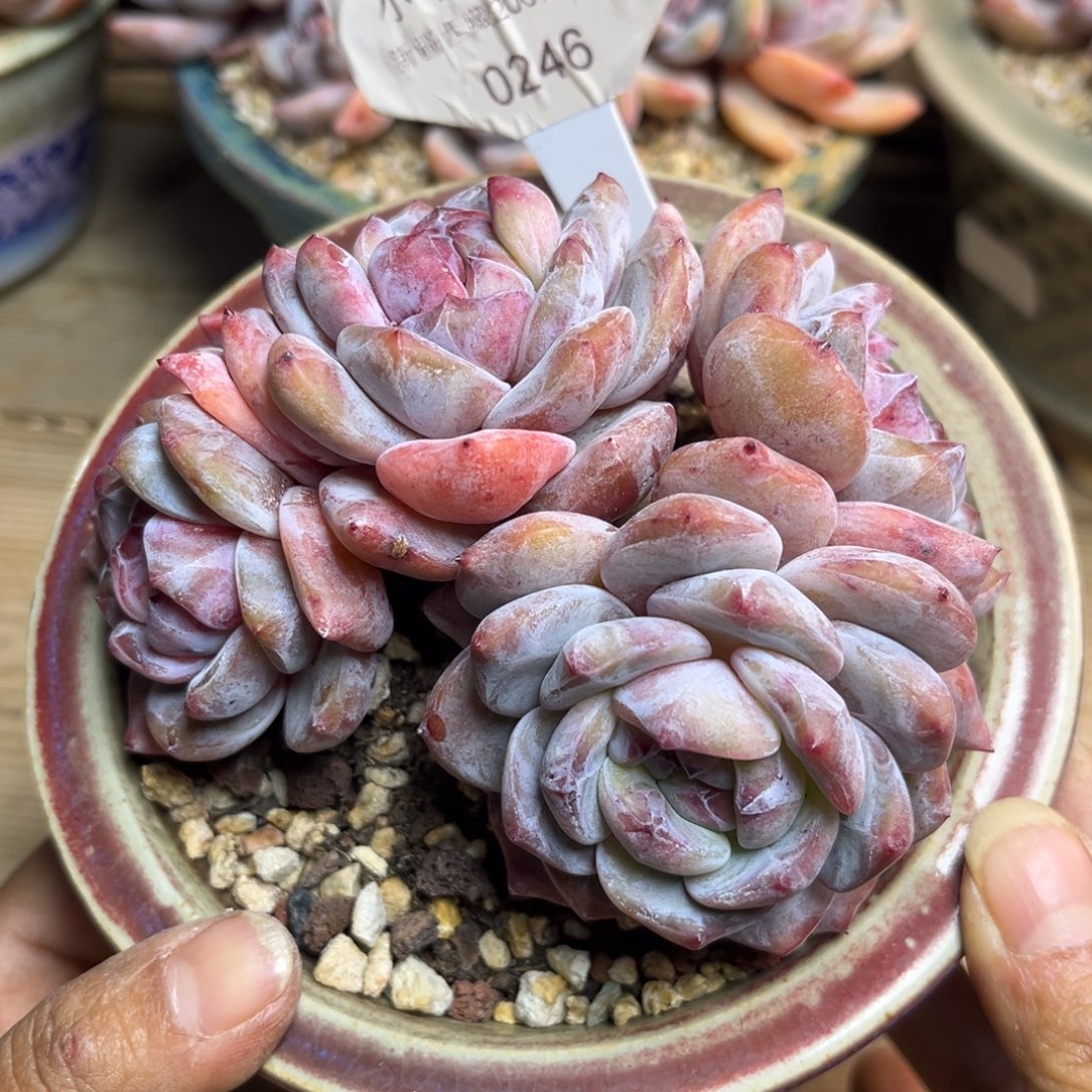 绿底紫心246/11cm4头