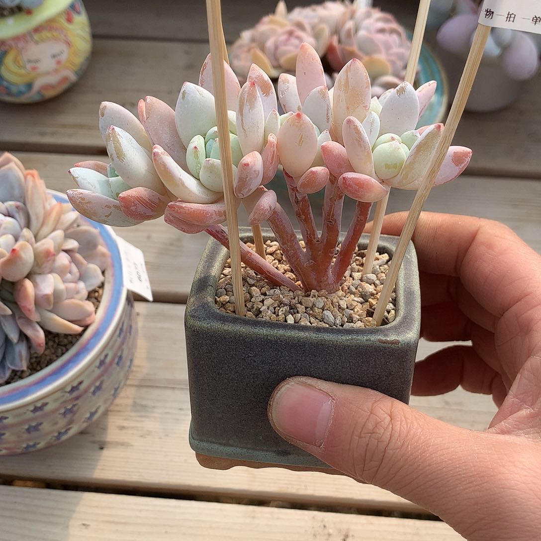 6068冷香小树朵朵一颗10.5厘米