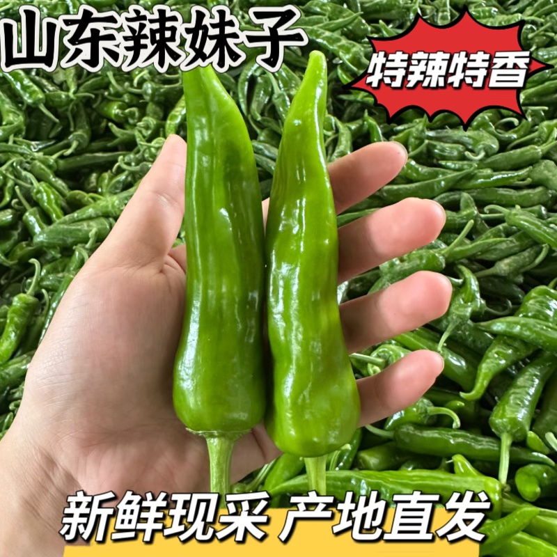 山东辣妹子辣椒特辣香辣土辣椒皮薄肉脆农家青椒现摘现发