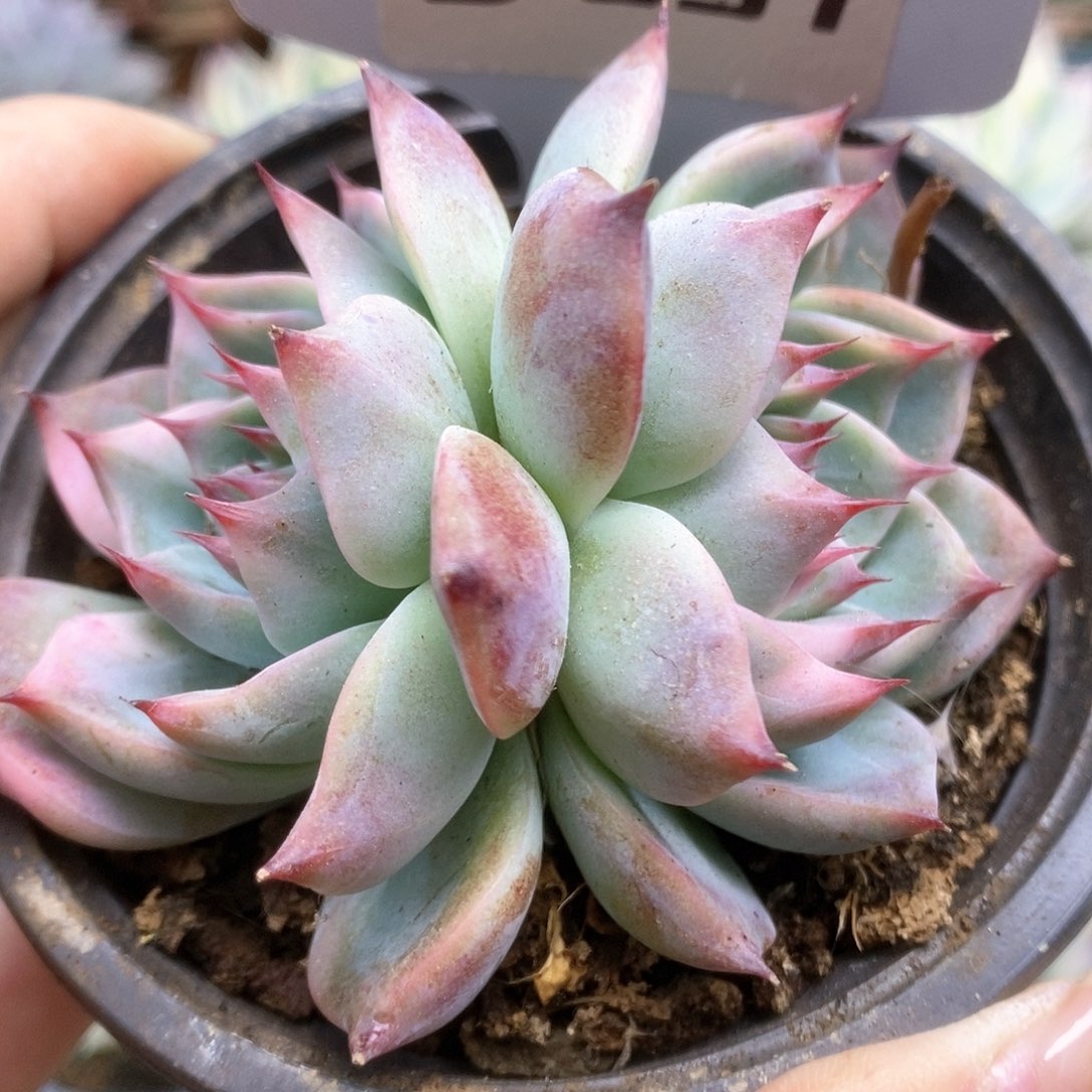 091锦锦锦锦锦锦