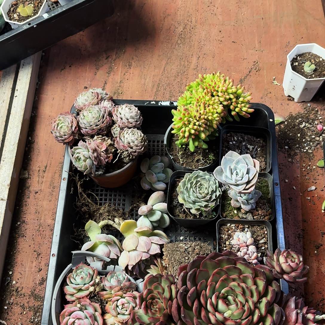 多肉框拍008，钩子哥