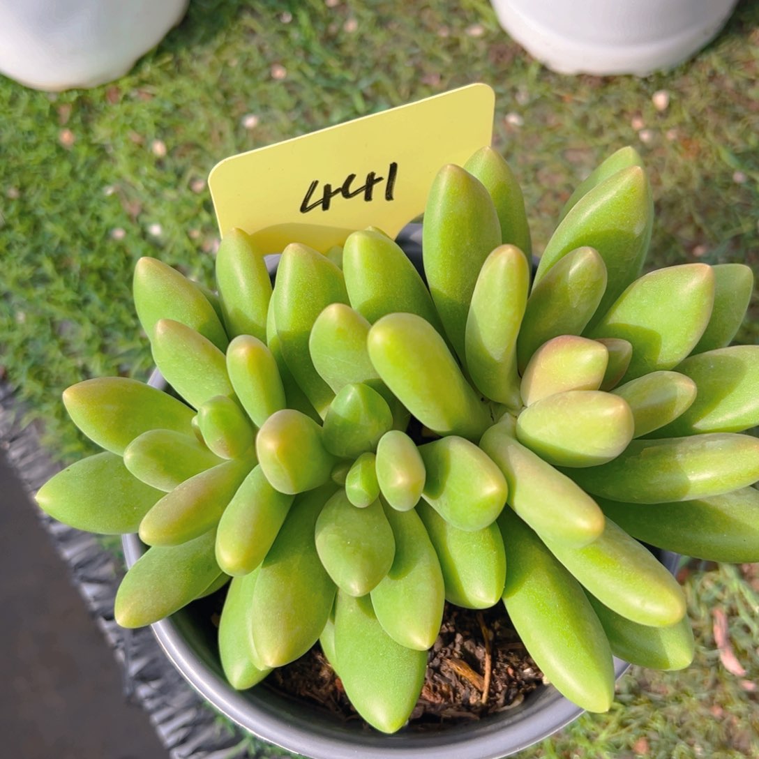 香玉等多种名贵的产品和服务