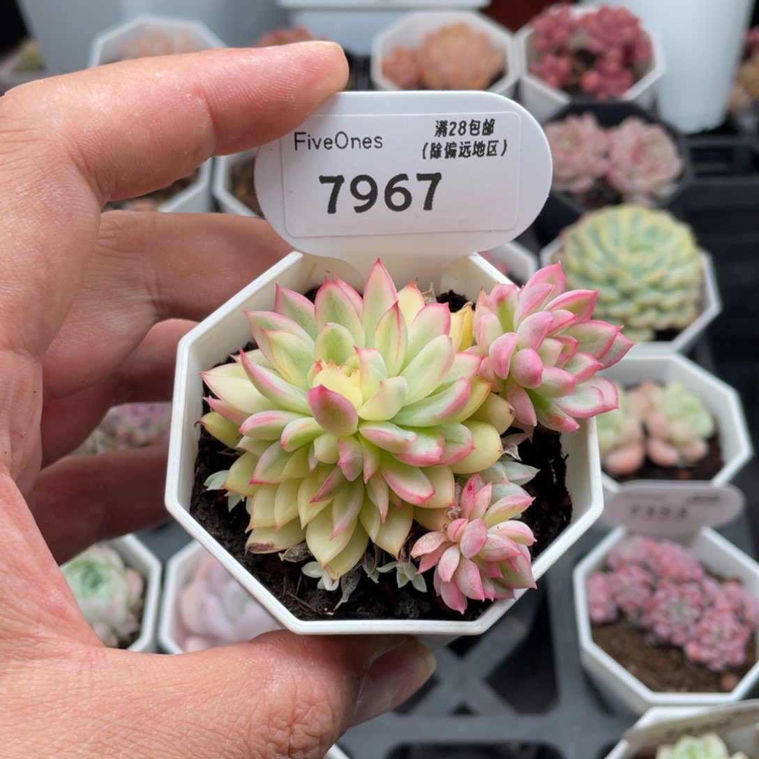 7967女雏锦6.5厘米