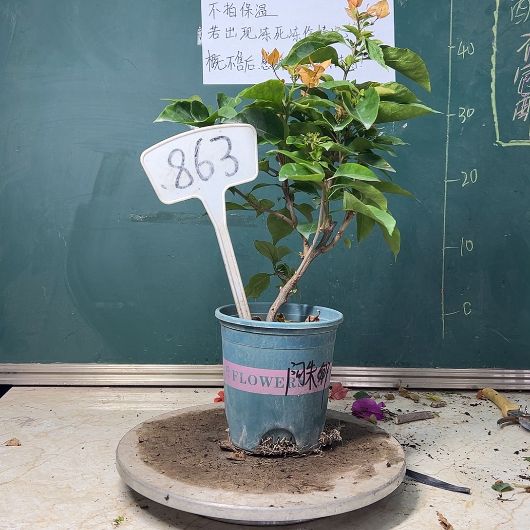 完全开放  福利 阿朱娜  造型  863