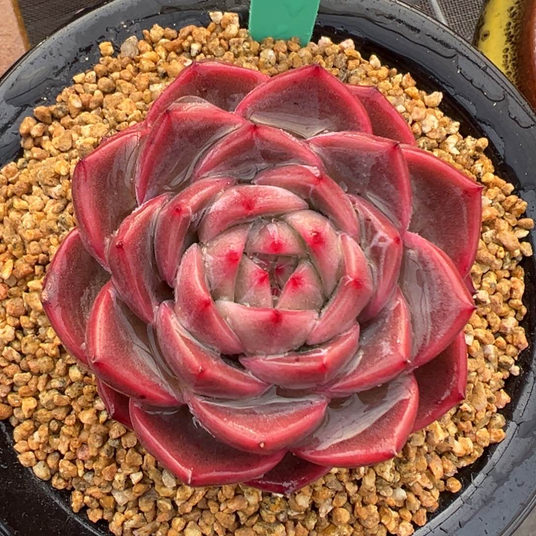 多肉一物一拍0210-10