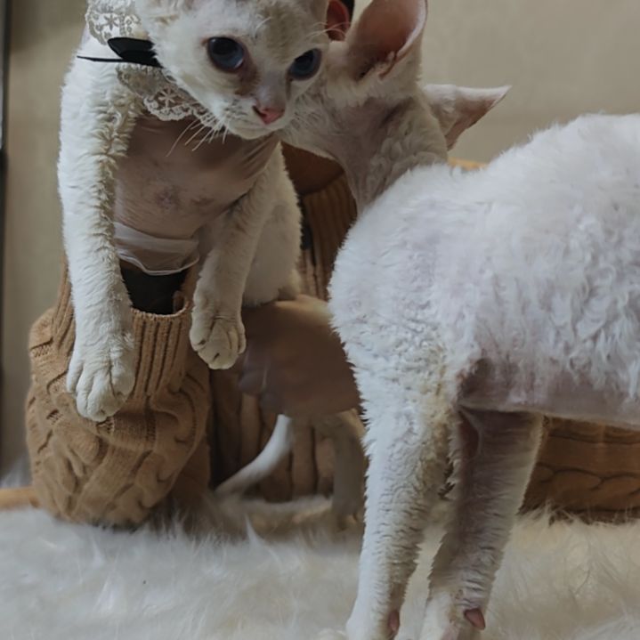 纯白德文卷毛猫纯白德文卷毛猫特价找家长三位数带走