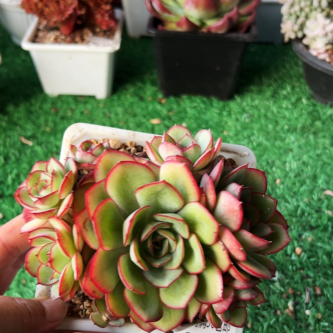 无花朵多肉一物一拍植物1041