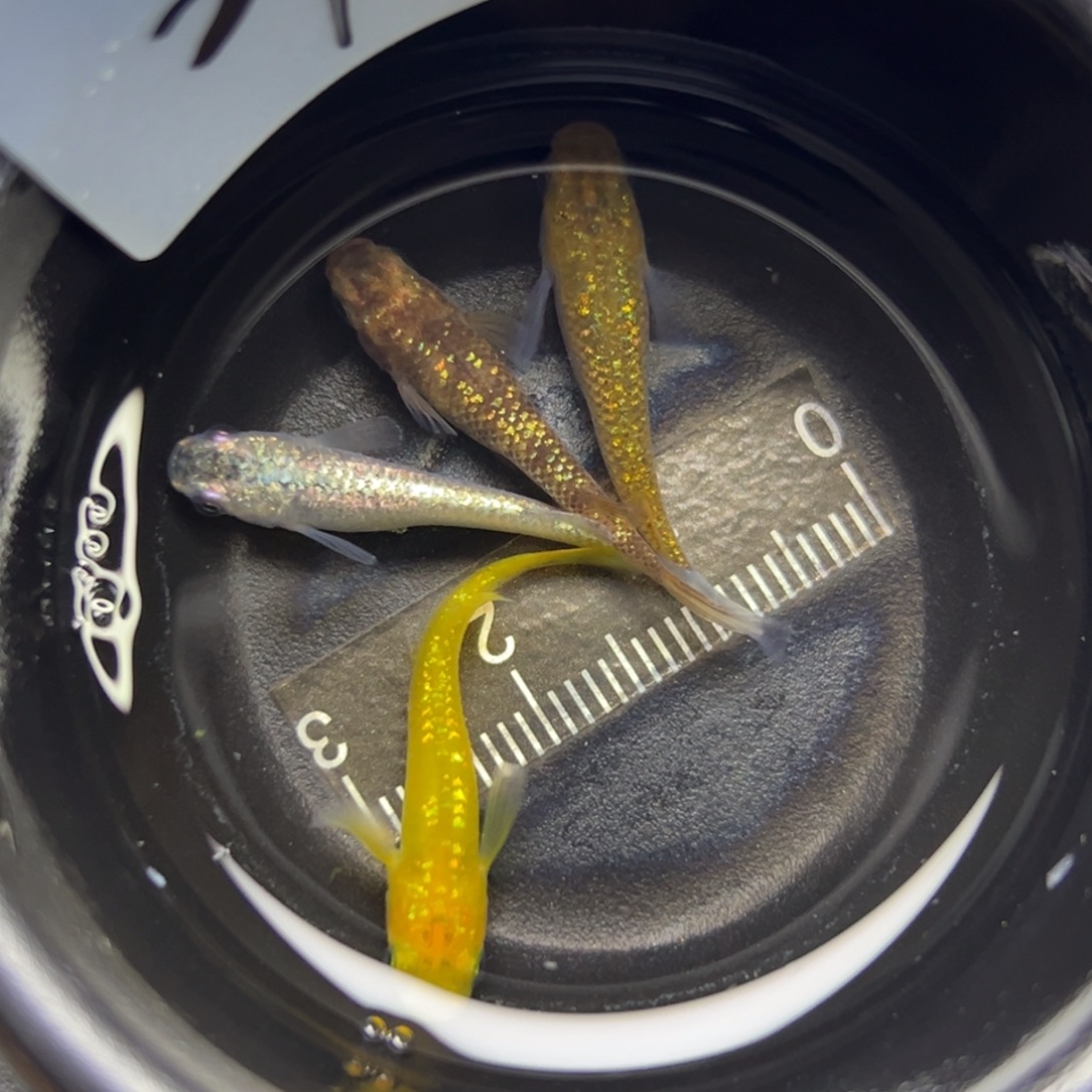 青鳉鱼27。        