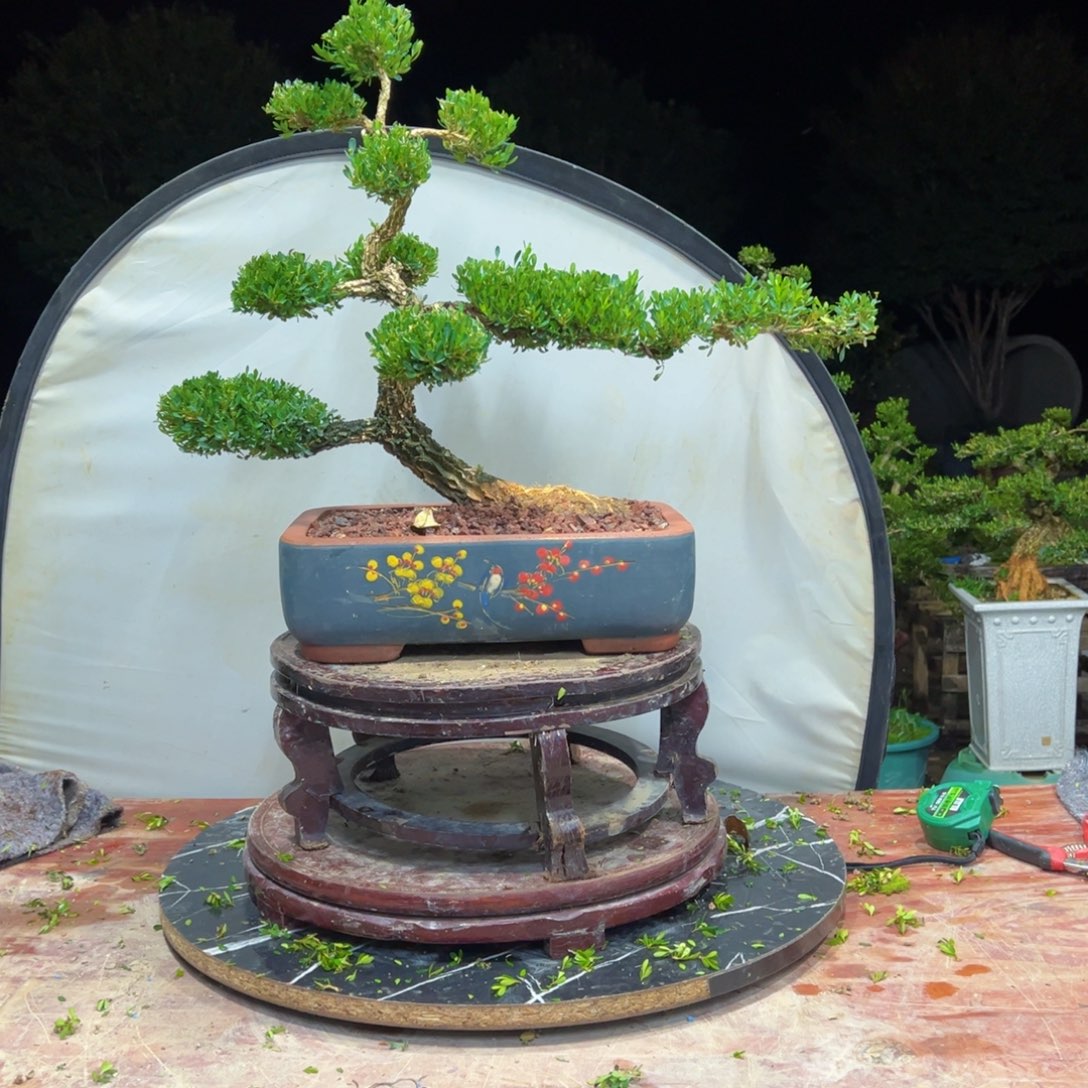 无花朵广东皱皮雀舌黄杨