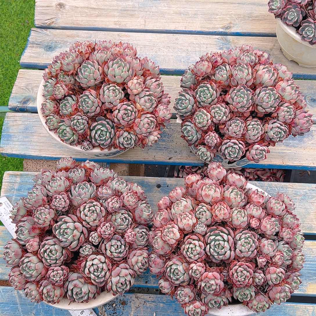 大杯娜娜小勾，满18包邮