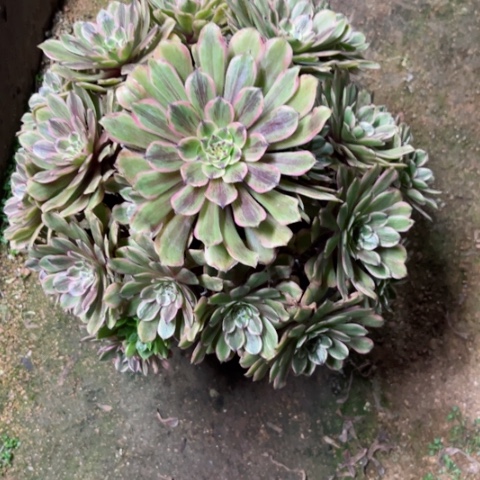 多肉植物花脸粉黛锦。