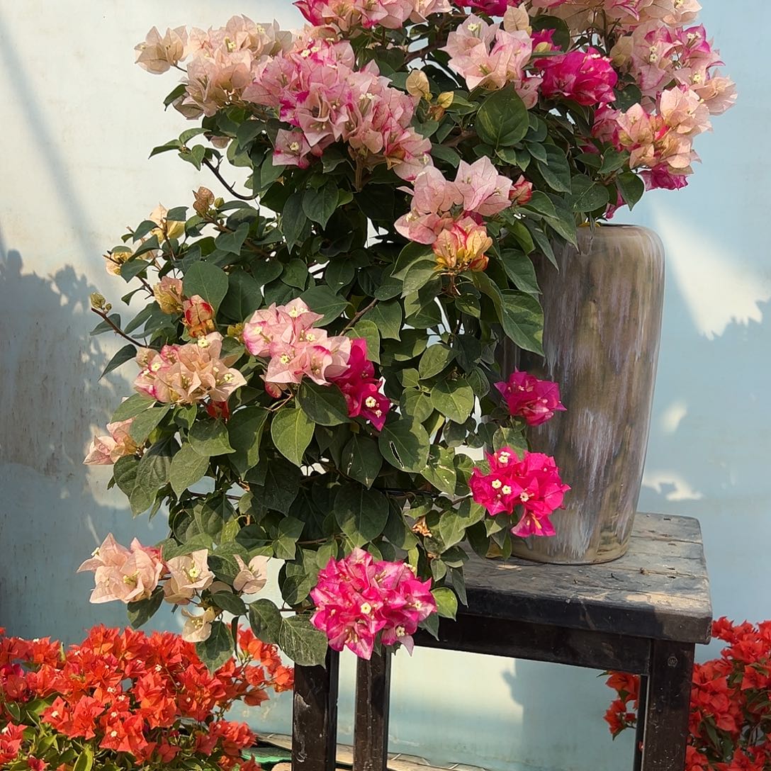 秋***語完全开放三角梅一物一拍金娆