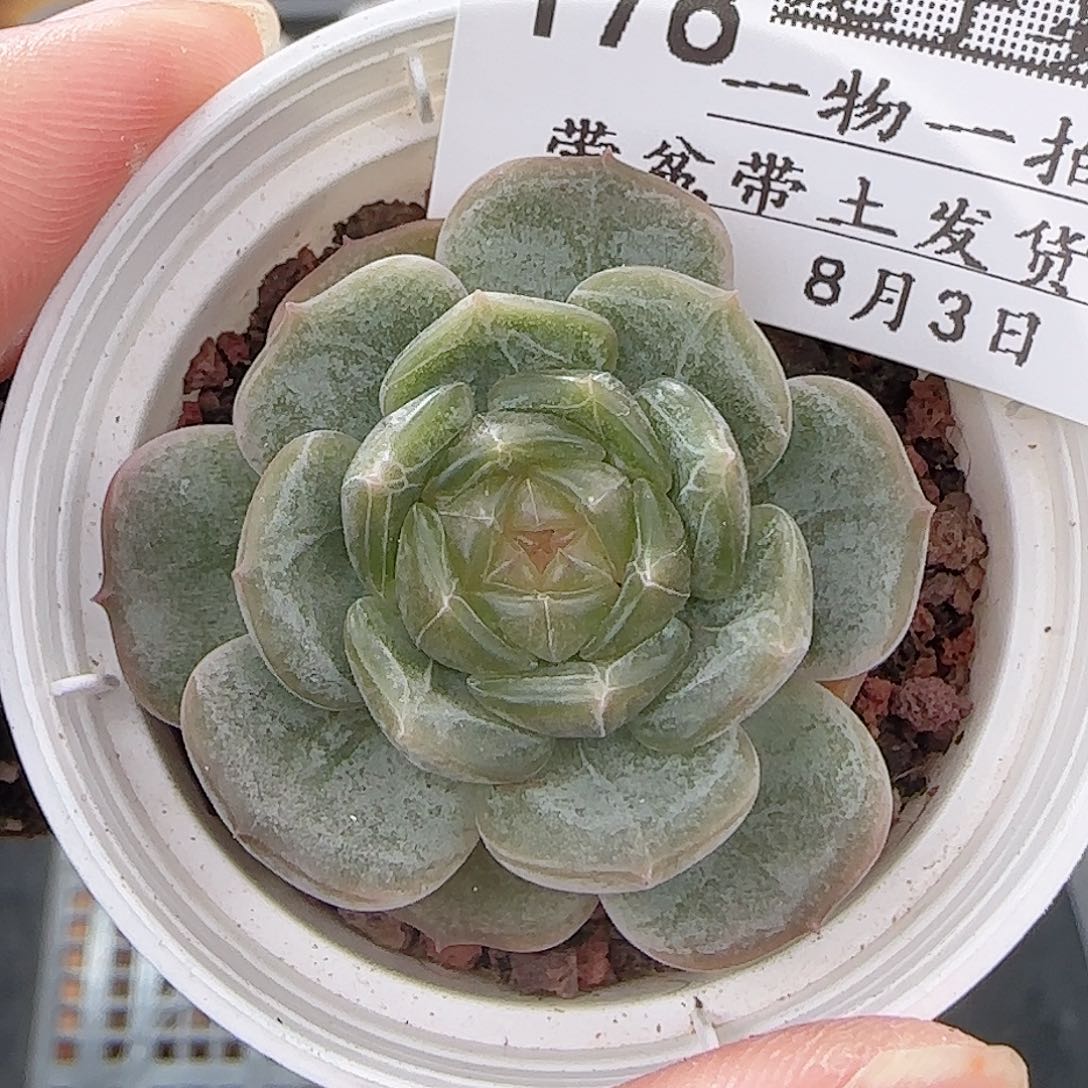 多肉0803-178白恋