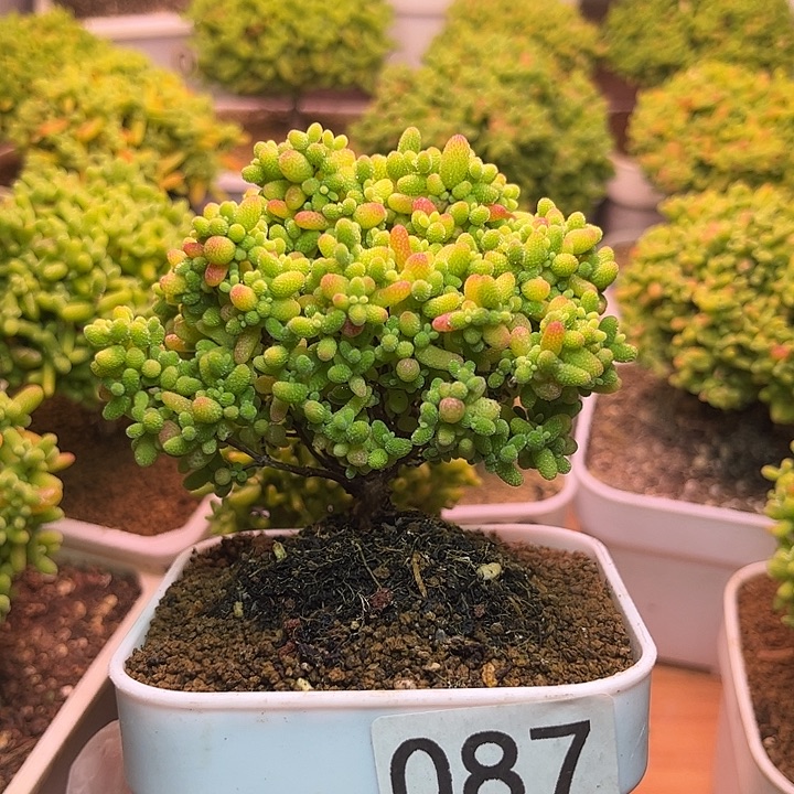 无花朵087蜜桔糖球