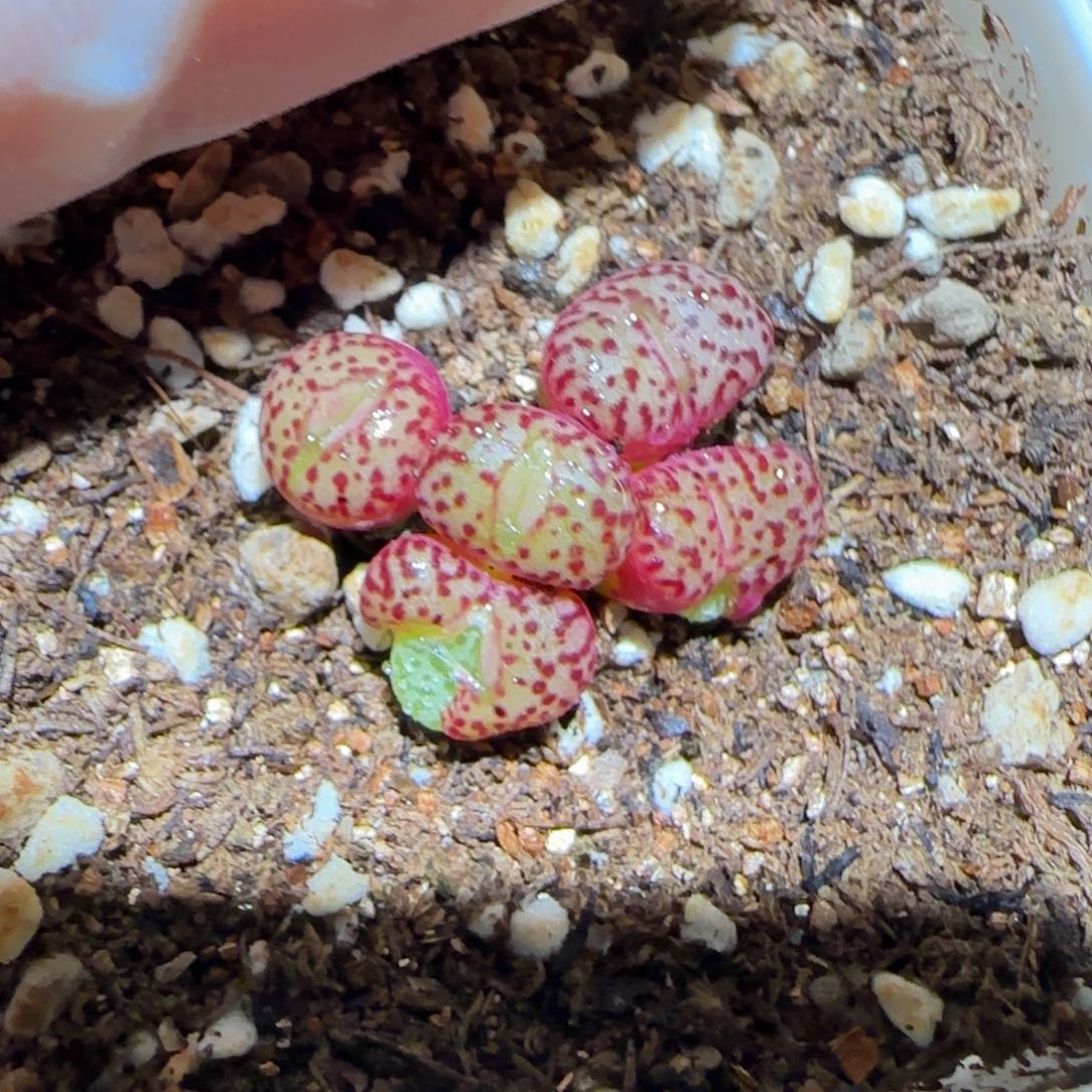 肉锥多肉植物百科-有疤624