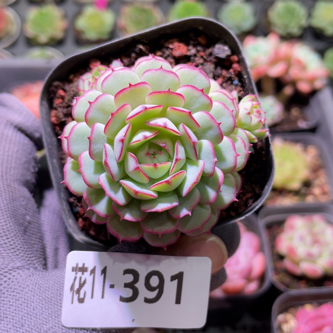 花利美11-391小红船