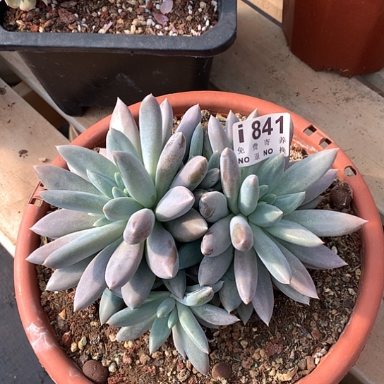 黄胖体哥特841 退款拉黑需延迟发货