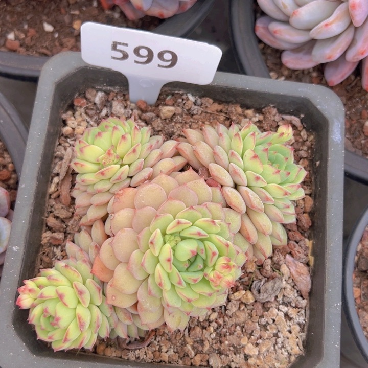 健健康康平平安安