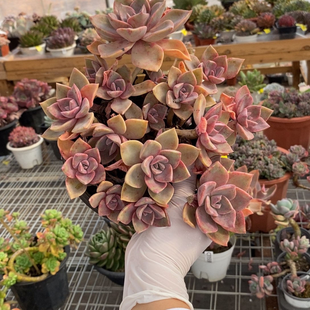 737中国初恋一物一拍