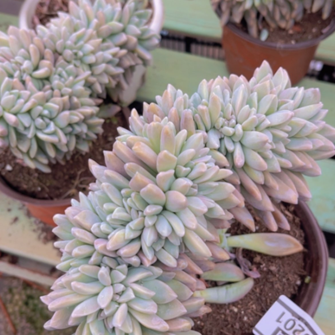 【闪购商品】淡雪缀05201