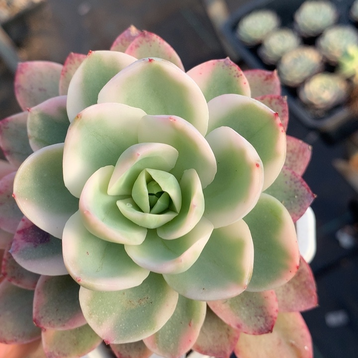 粉贝拉锦多肉植物