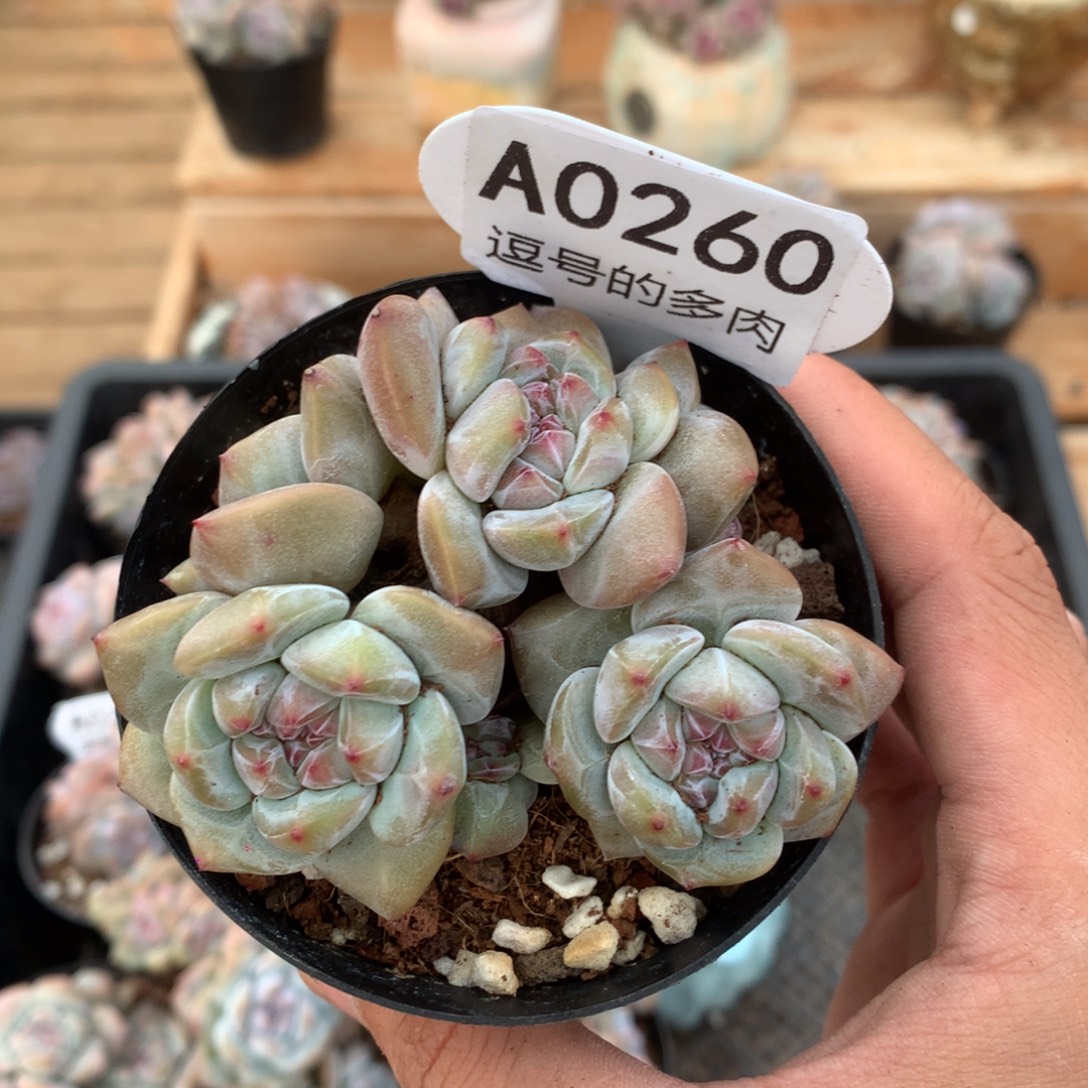 A0260 突尼斯 有砍 7.5cm