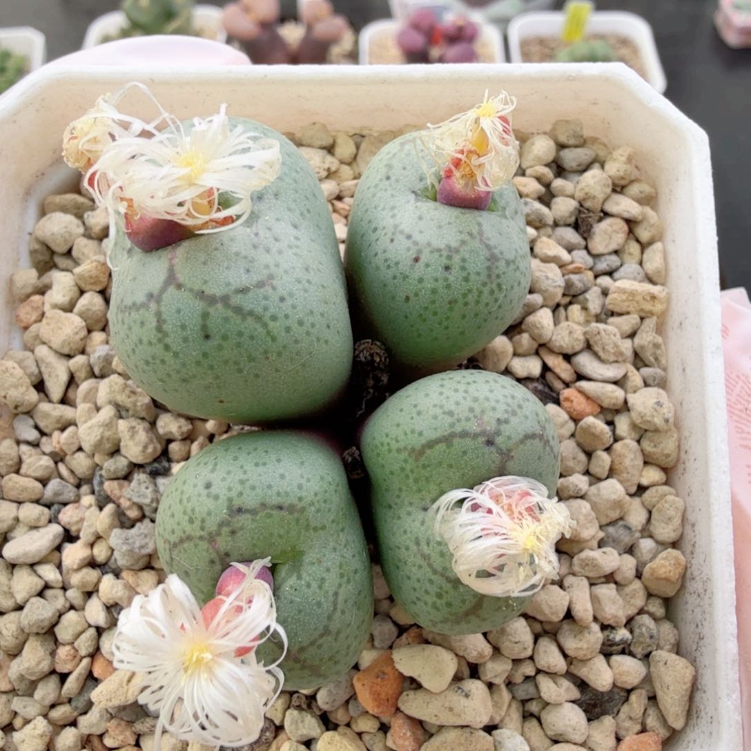 白花紫猴 12-25-L4。 