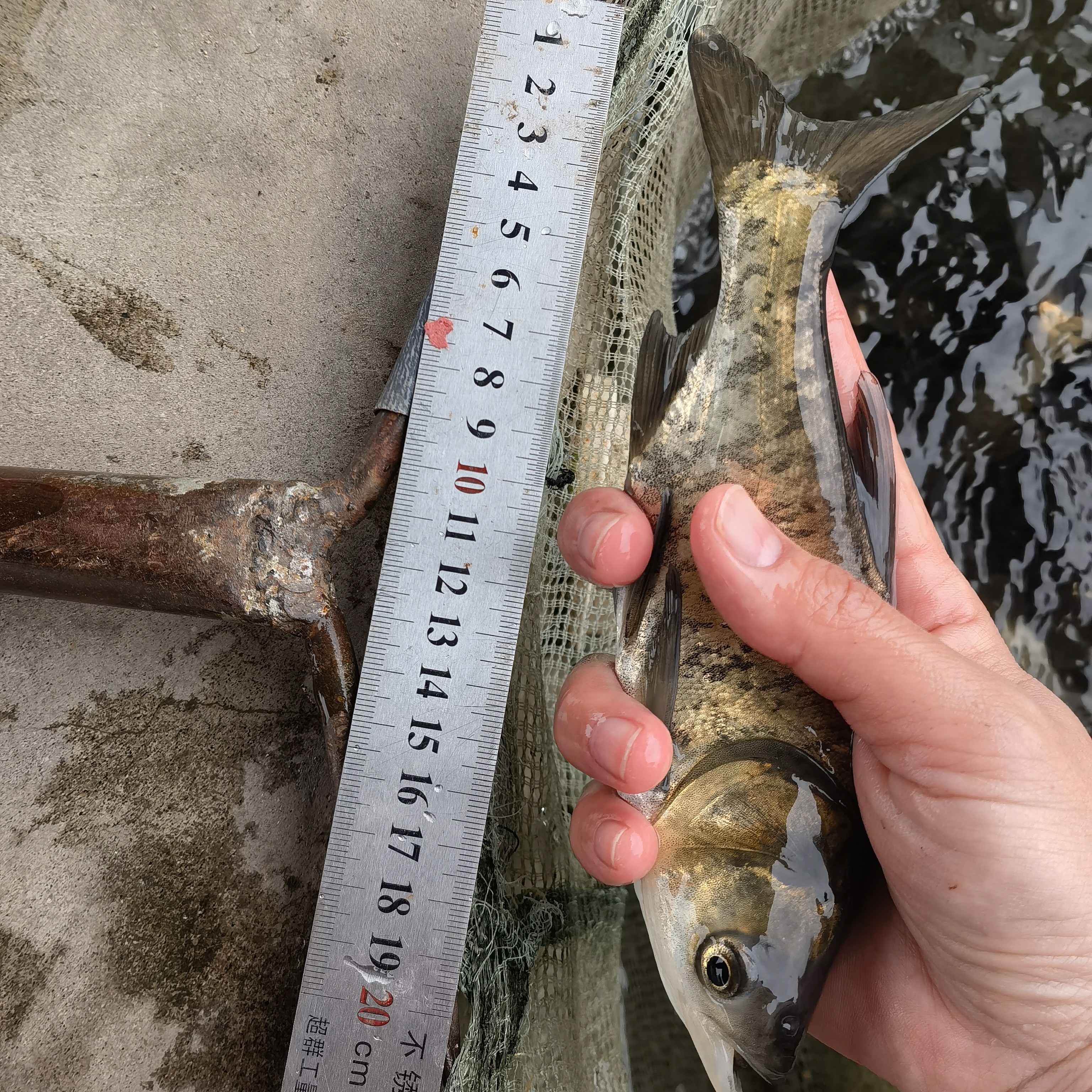 黑花胖头鲢 水族活体净化水质鱼