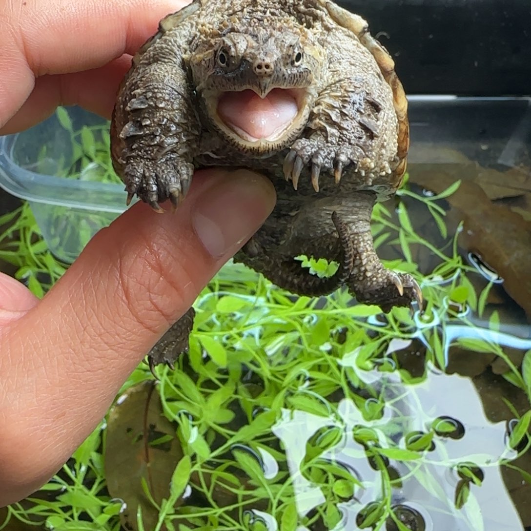 母小鳄龟111111111