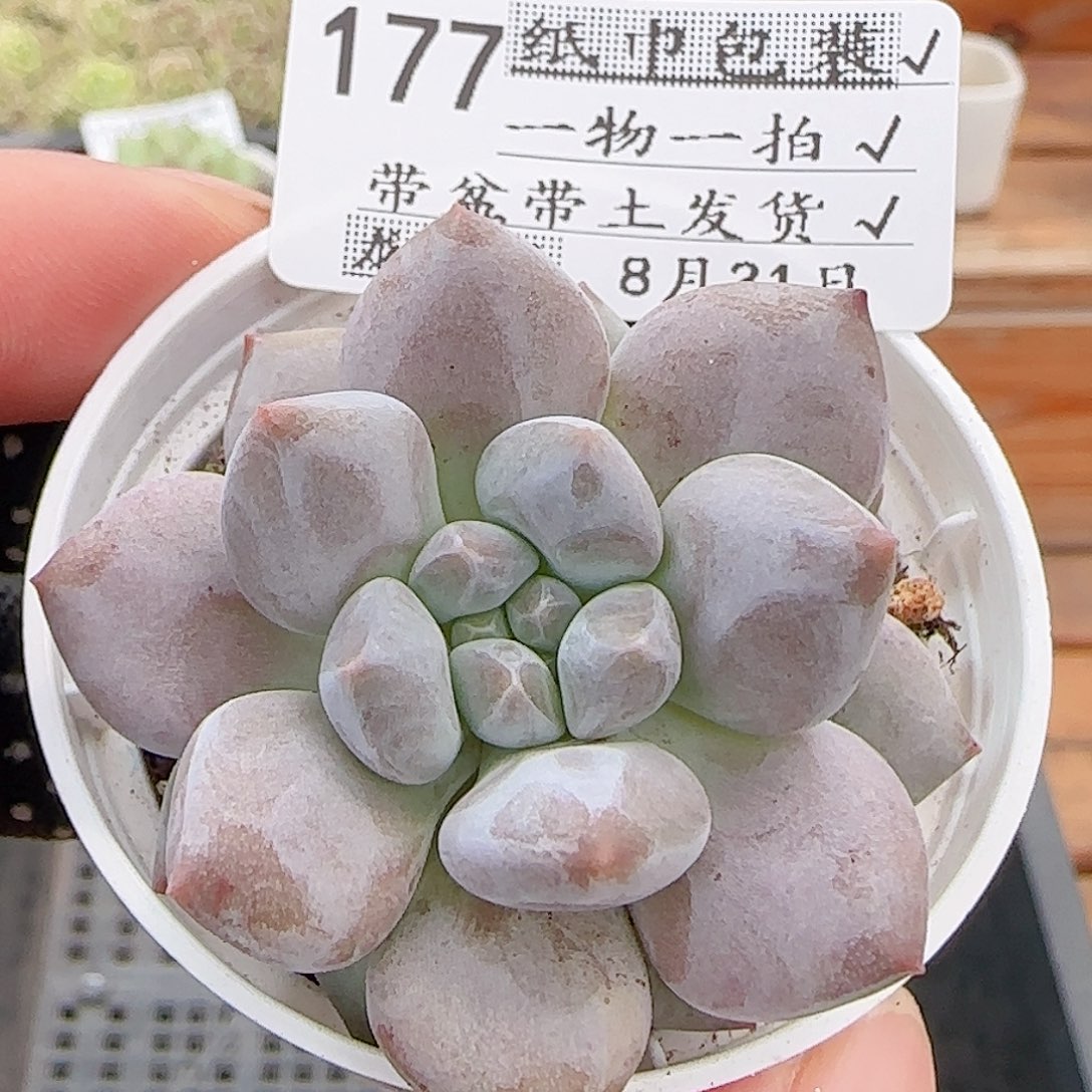多肉0831-177龙纹麟