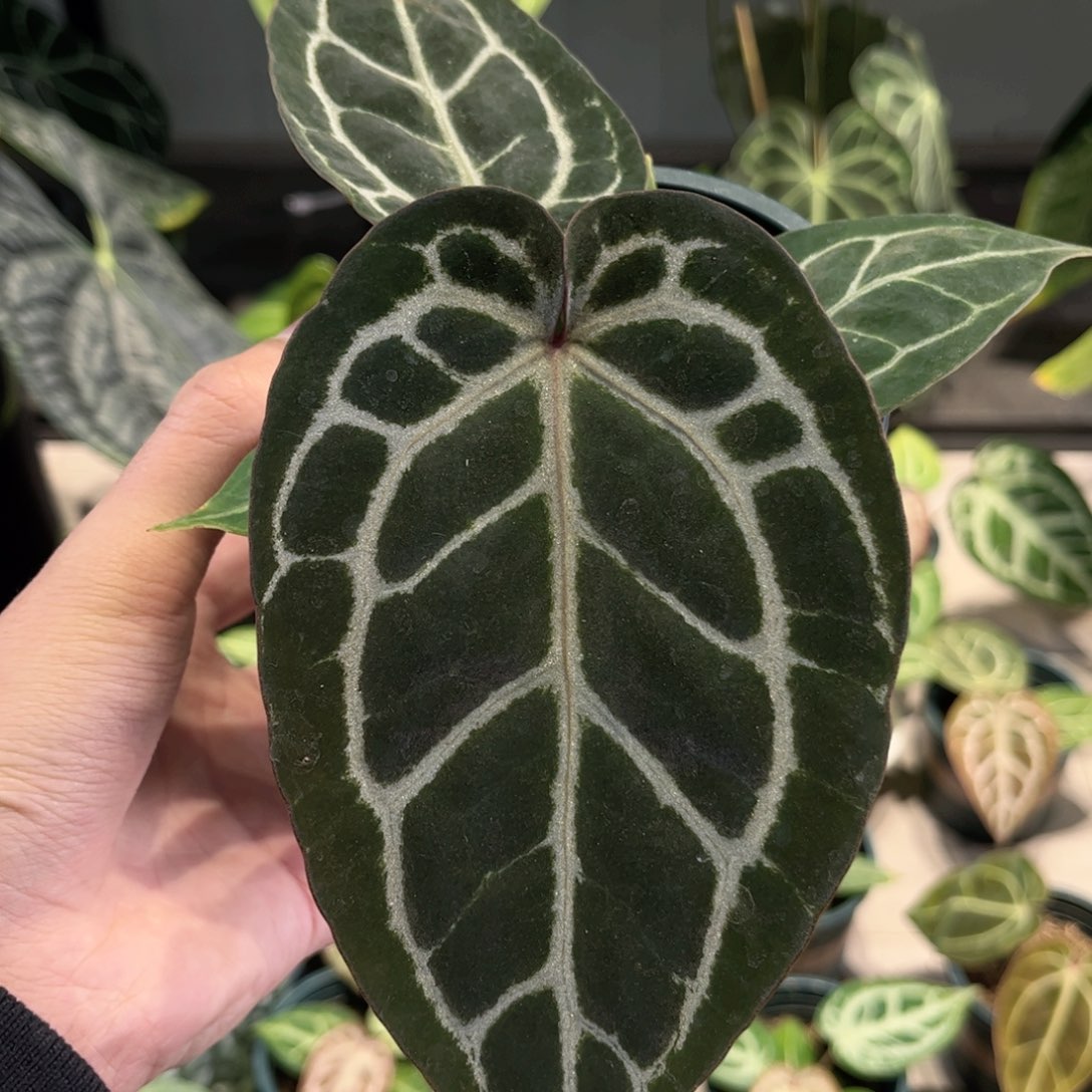 完全开放红水晶籽播