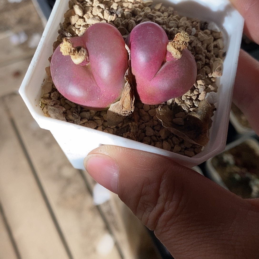 2310。  厚皮红宝石母本双头。 