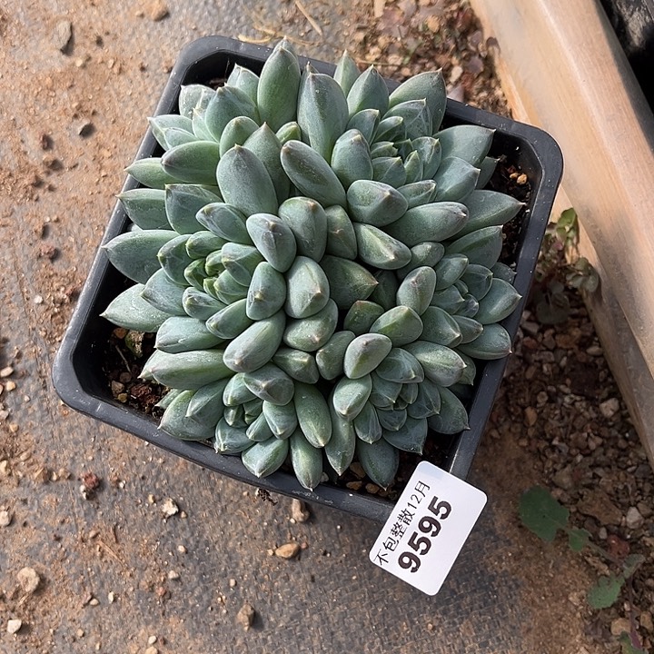 阿雅园艺。       9595