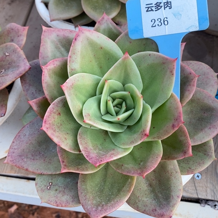 D236- 直播福利 狮子王