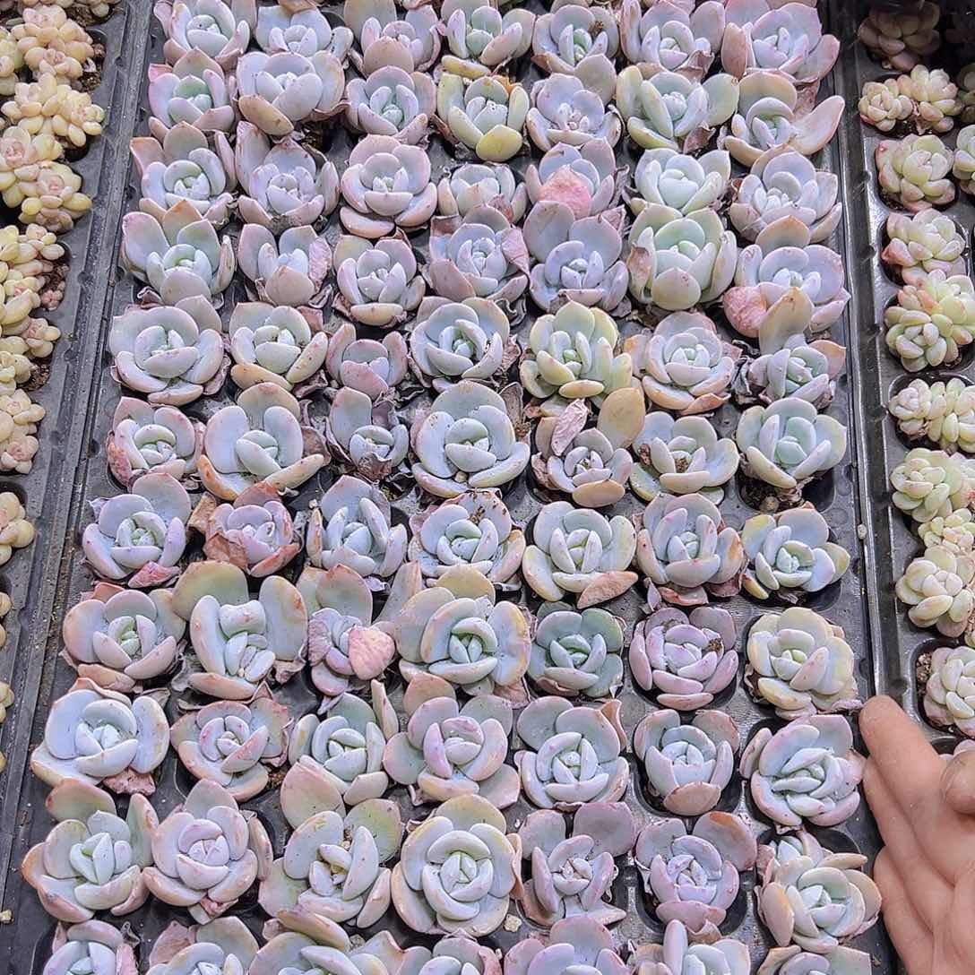 老奶茶105个19包邮