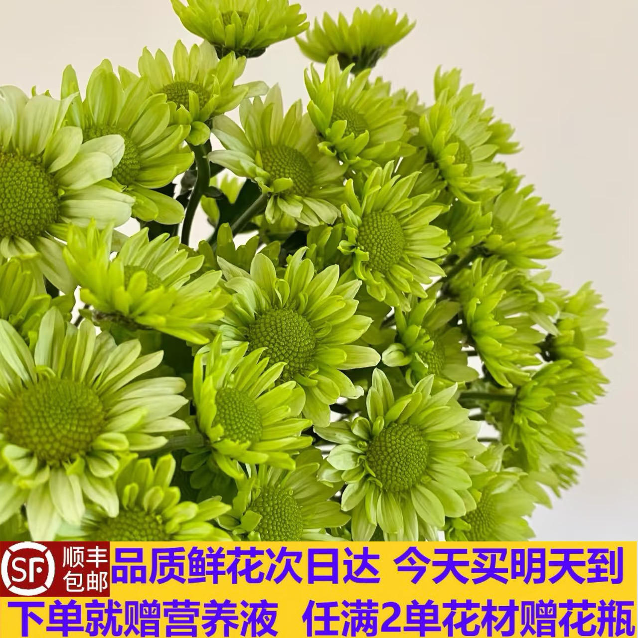 绿精灵小雏菊10支鲜花今天买明天到顺丰包邮送花上门