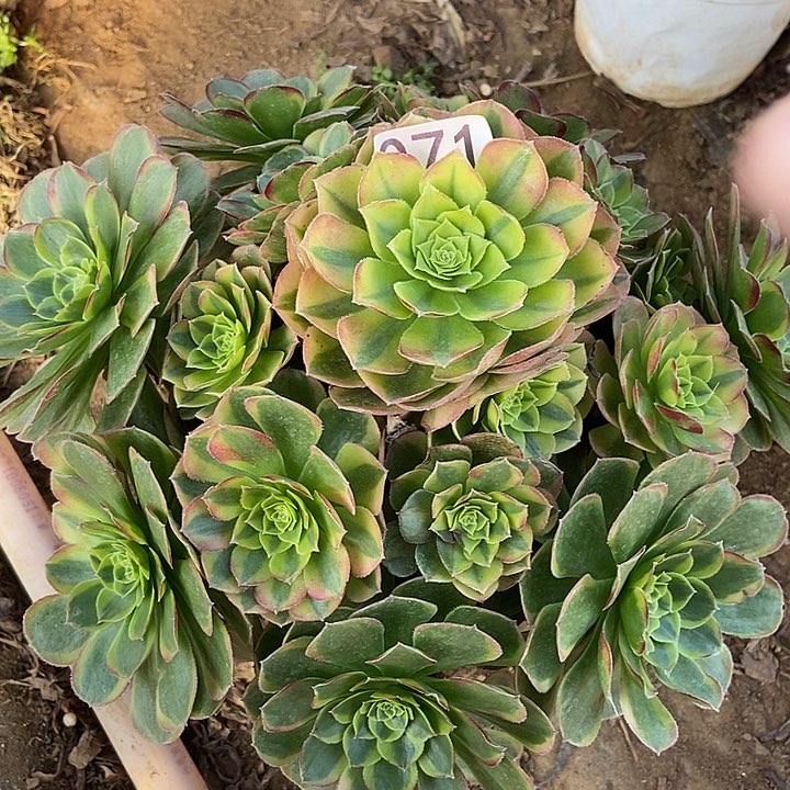 万奶白多肉71多肉不包断