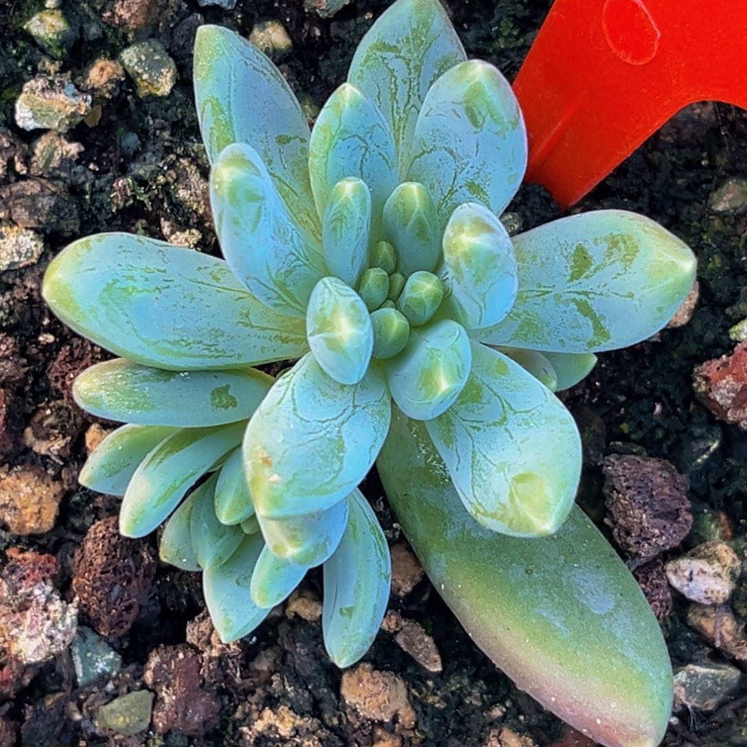 二**包2313下午多肉植物群生