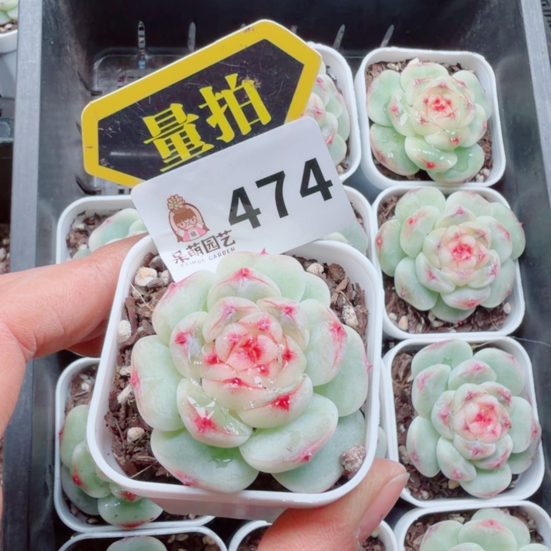 多肉植物多肉植物