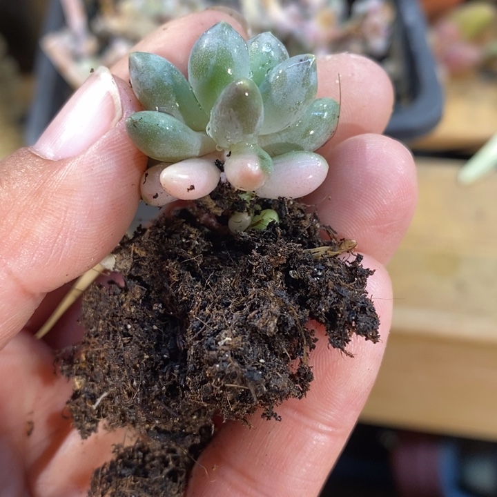 婴儿手指锦啊啊啊啊啊啊啊