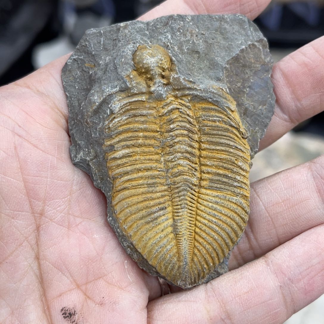 辽西古生物研究所的