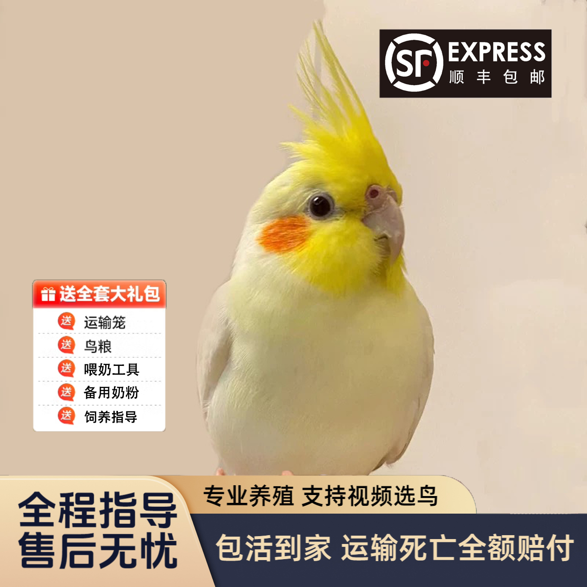 主【双12丨顺丰包邮｜黏人唱歌】亲人手养｜玄凤鹦鹉（可分公母）