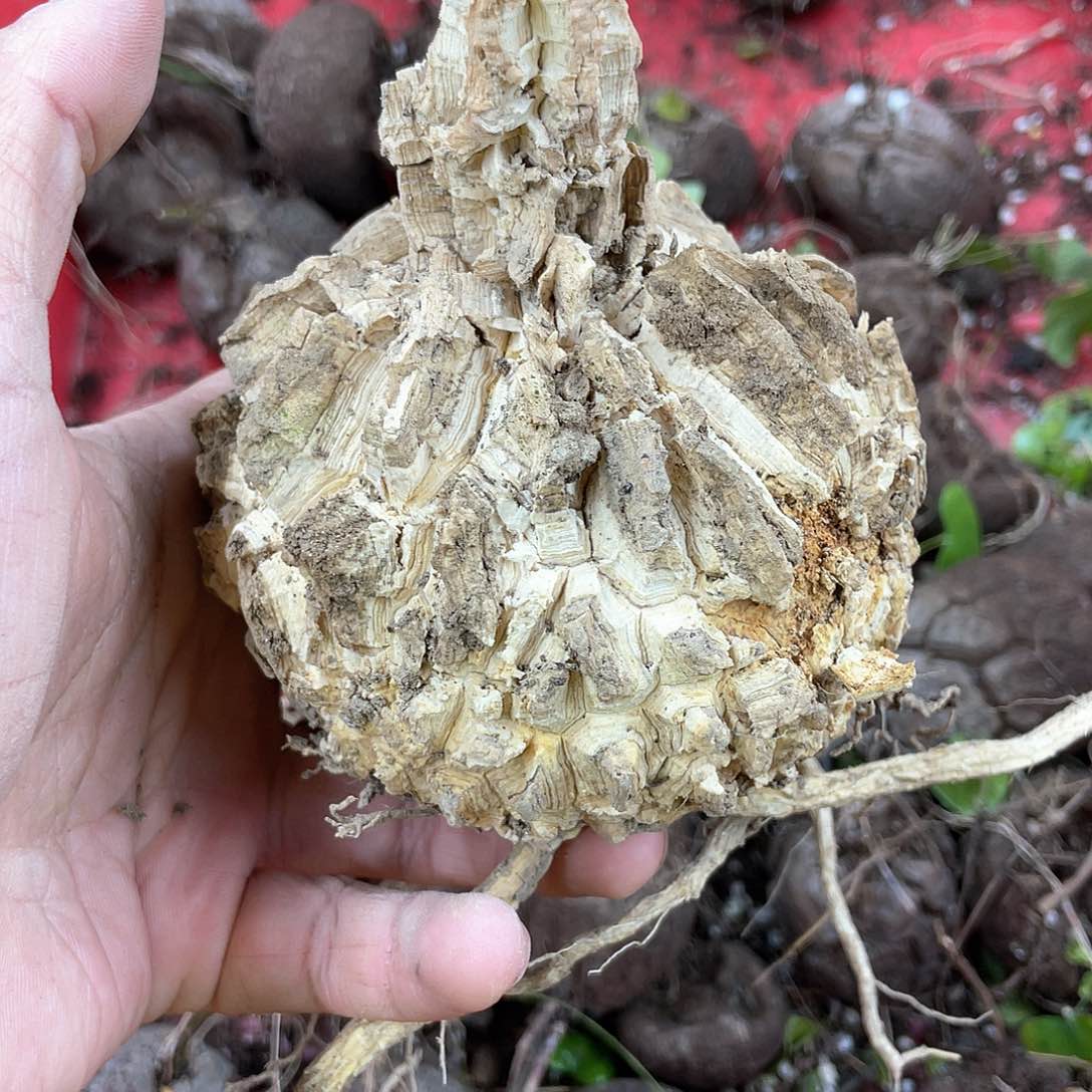 龟甲龙一物一拍1852号有疤