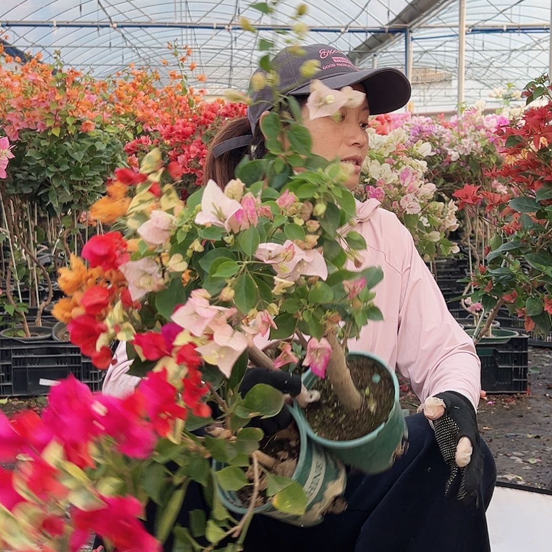 大部分花苞少量开放黄碟，拉菲泰，奶油组合